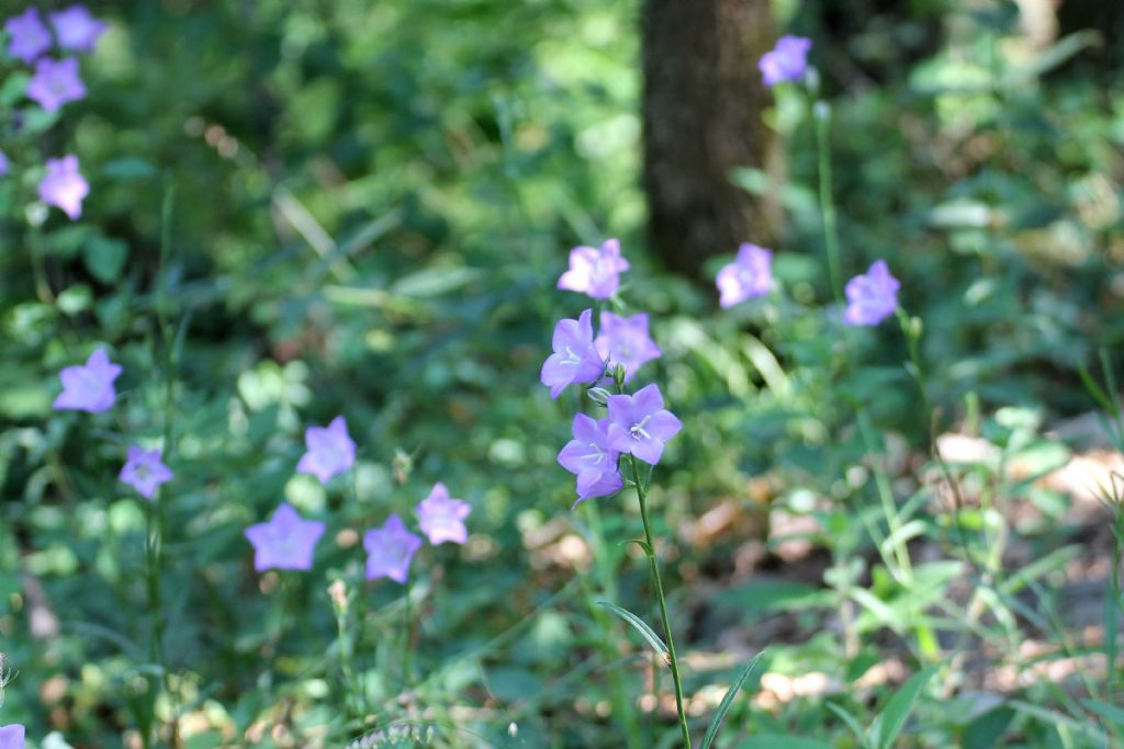 Campanula persicifolia / Campanula con foglie di pesco